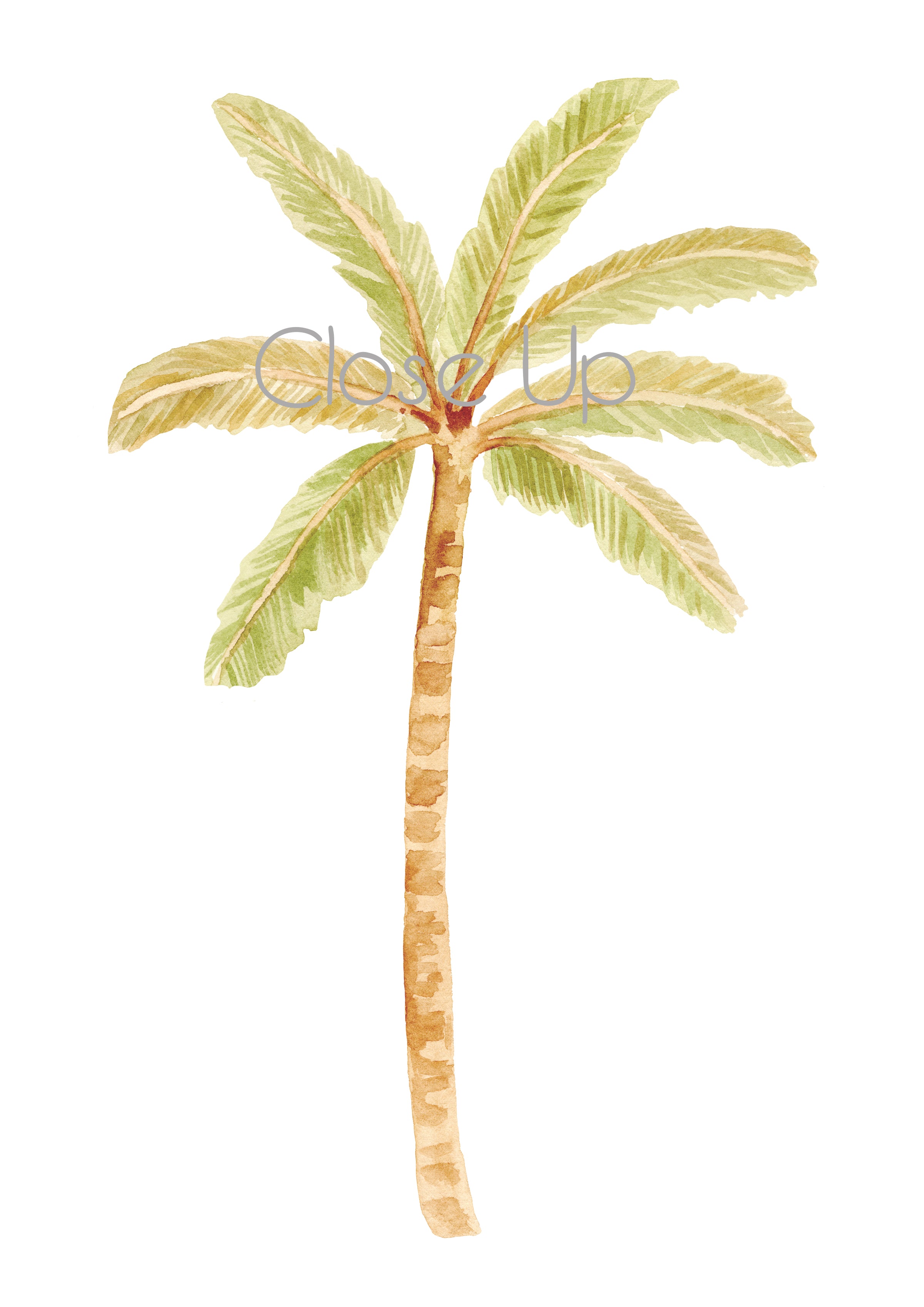 Happy Palms - Sailah Palm Green